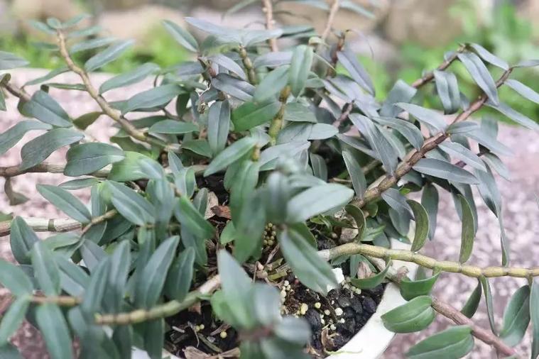 水养铁皮石斛能成活吗？铁皮石斛用水能养活吗？-第2张图片-优品飞百科