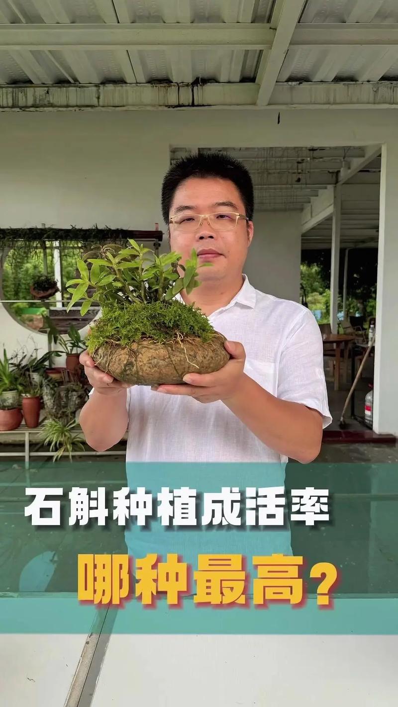 水养铁皮石斛能成活吗？铁皮石斛用水能养活吗？-第4张图片-优品飞百科