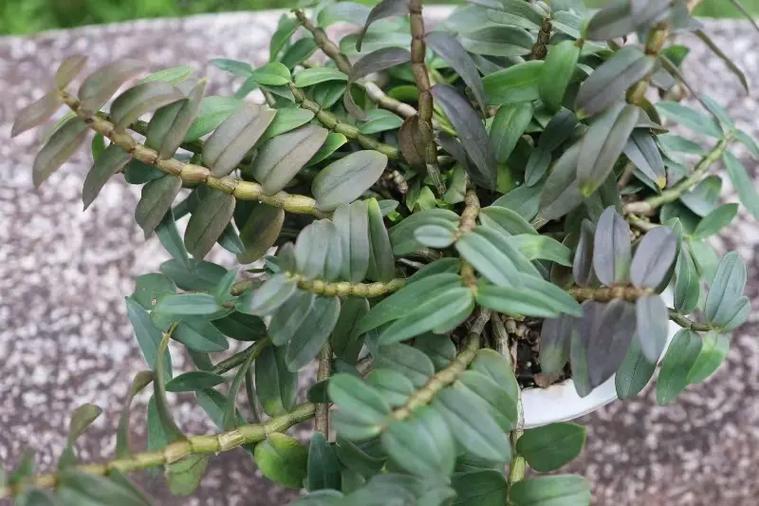 水养铁皮石斛能成活吗？铁皮石斛用水能养活吗？-第5张图片-优品飞百科