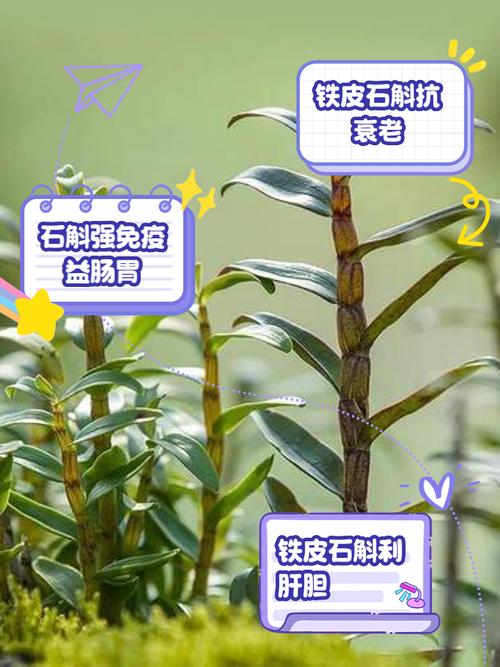 石斛换盆季节，石斛换盆后多久可以施肥？