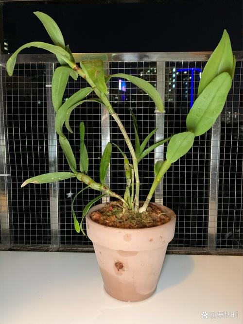 石斛换盆季节，石斛换盆后多久可以施肥？-第4张图片-优品飞百科