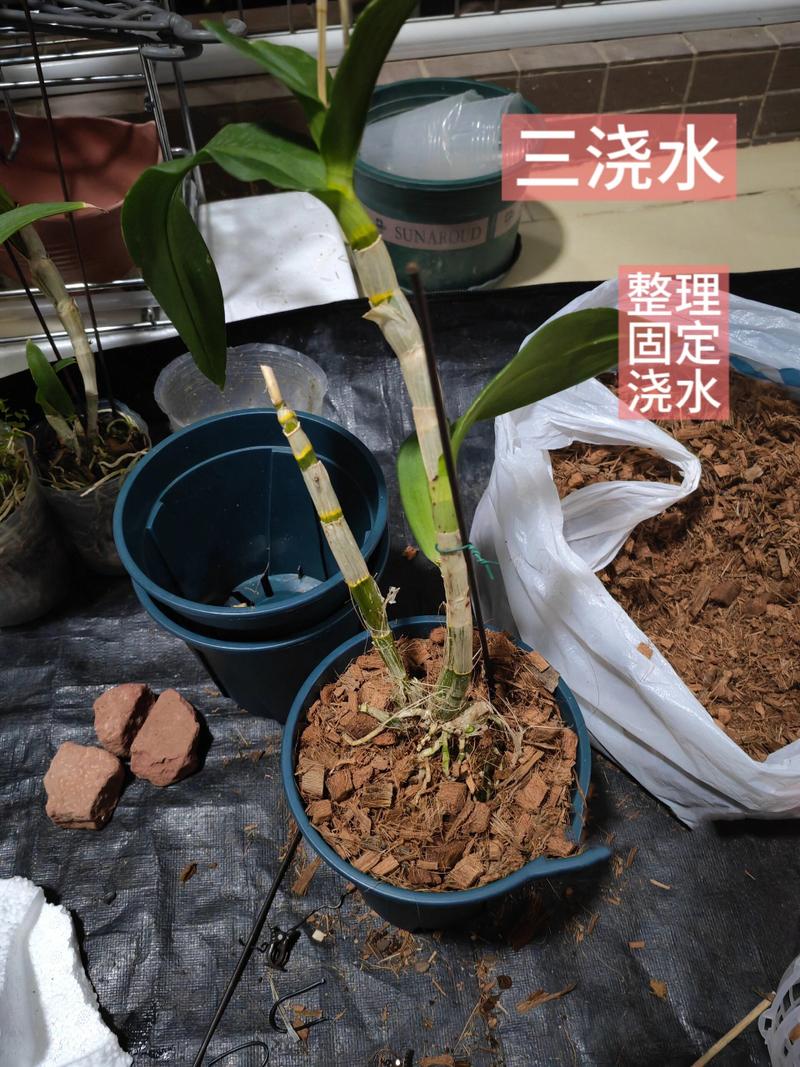 石斛换盆季节，石斛换盆后多久可以施肥？-第5张图片-优品飞百科