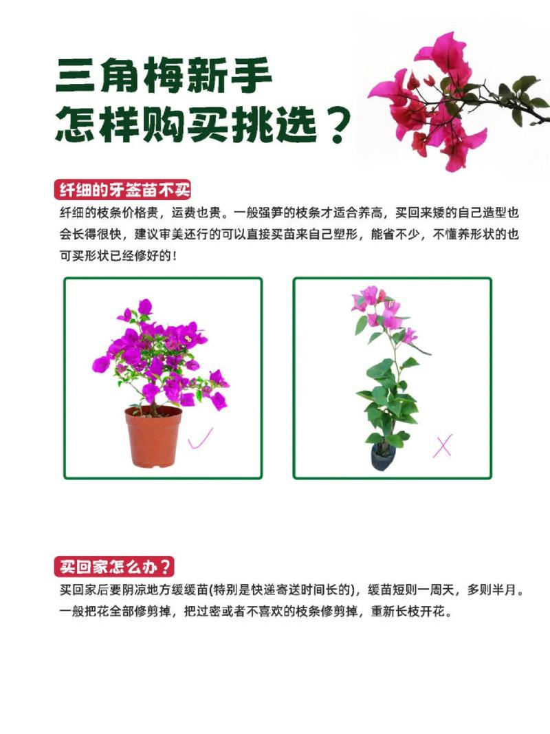 三角梅怎么养，云南三角梅怎么养