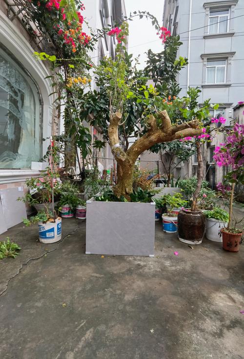 三角梅怎么养，云南三角梅怎么养-第2张图片-优品飞百科