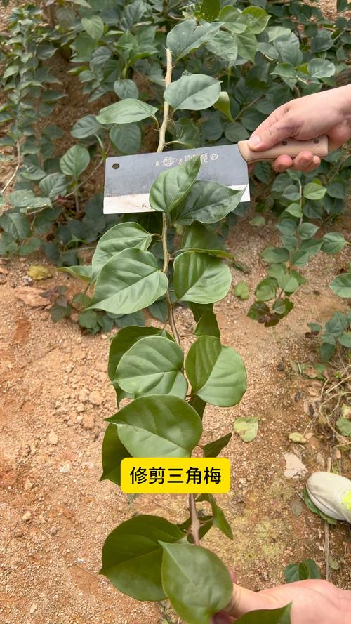 三角梅怎么养，云南三角梅怎么养-第4张图片-优品飞百科