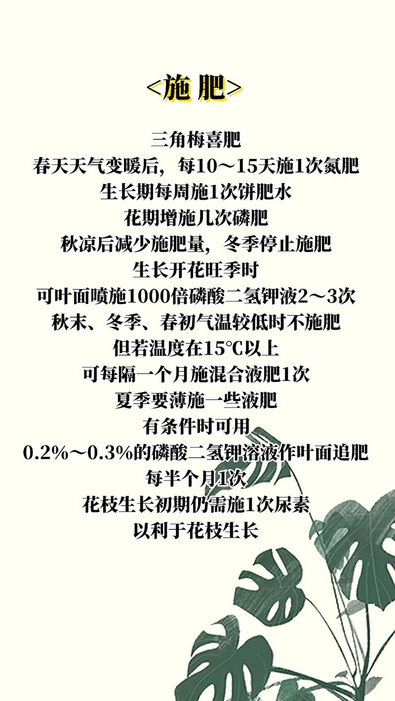 三角梅怎么养，云南三角梅怎么养-第5张图片-优品飞百科