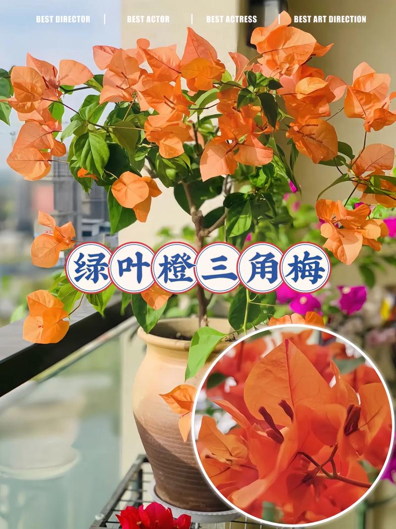 三角梅怎么养，云南三角梅怎么养-第6张图片-优品飞百科