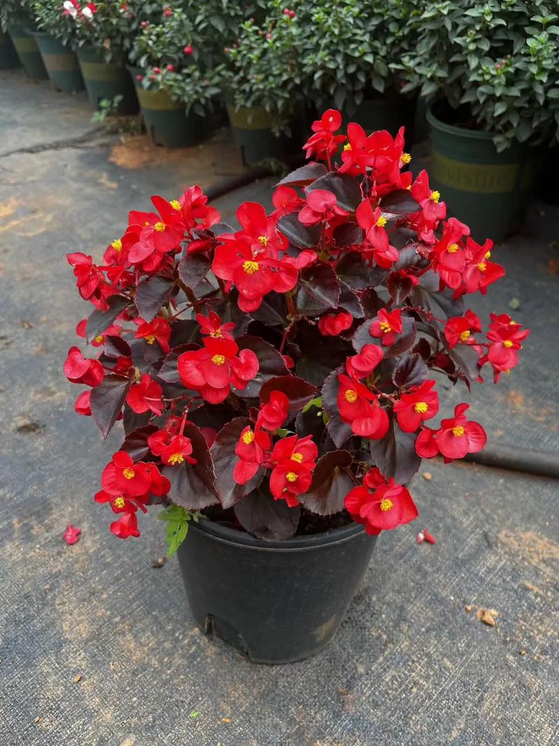 四季海棠怎么修剪，四季海棠怎么修剪视频