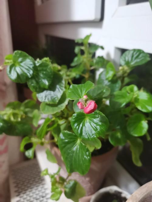 四季海棠怎么修剪，四季海棠怎么修剪视频-第2张图片-优品飞百科