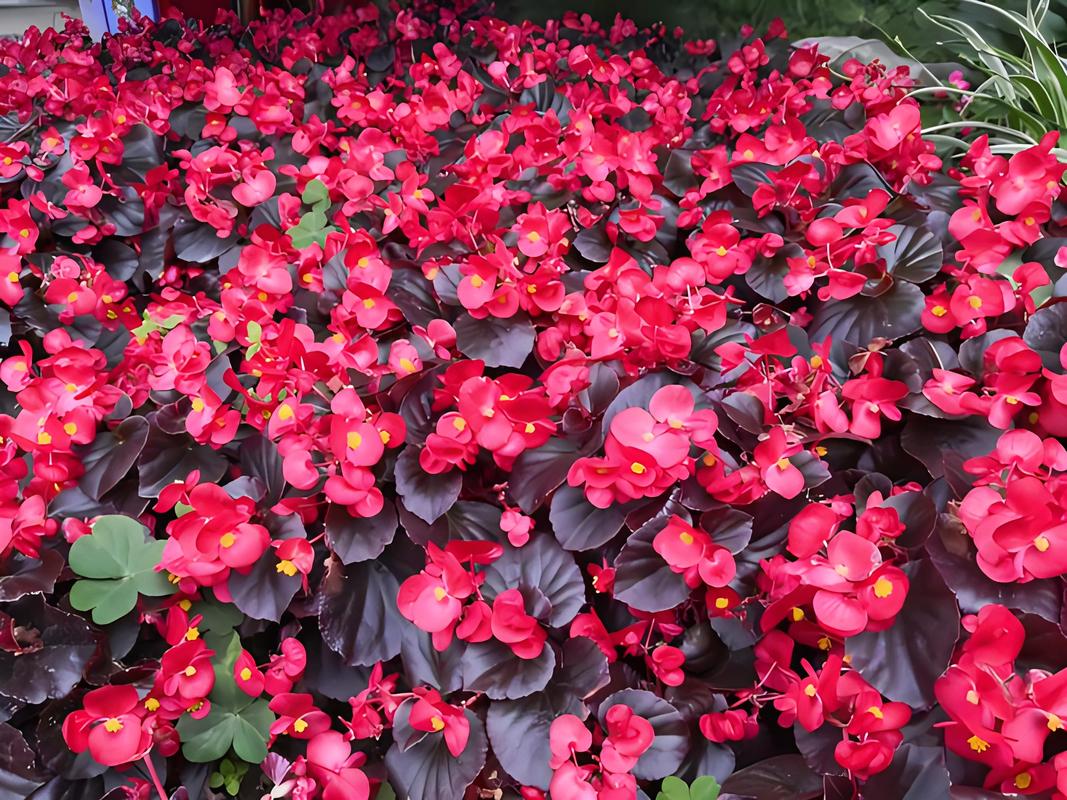 四季海棠怎么修剪，四季海棠怎么修剪视频-第3张图片-优品飞百科