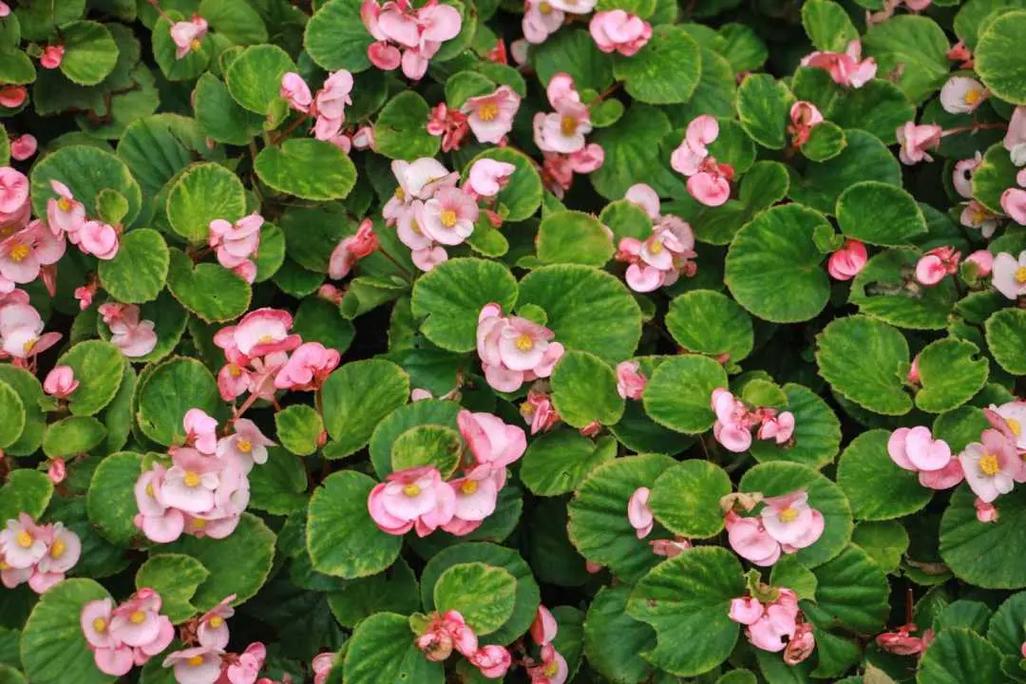 四季海棠怎么修剪，四季海棠怎么修剪视频-第4张图片-优品飞百科