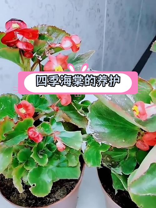 四季海棠怎么修剪，四季海棠怎么修剪视频-第5张图片-优品飞百科