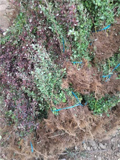 紫叶小檗种子怎么种，紫叶小檗种子有没有药用价值？-第2张图片-优品飞百科