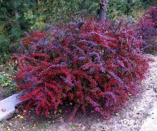紫叶小檗种子怎么种，紫叶小檗种子有没有药用价值？