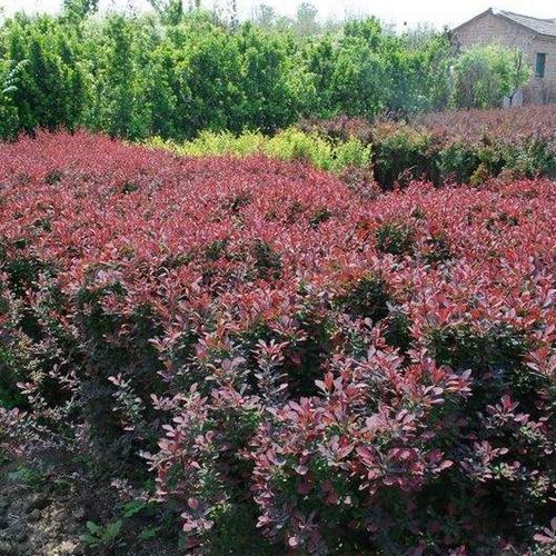 紫叶小檗种子怎么种，紫叶小檗种子有没有药用价值？-第3张图片-优品飞百科