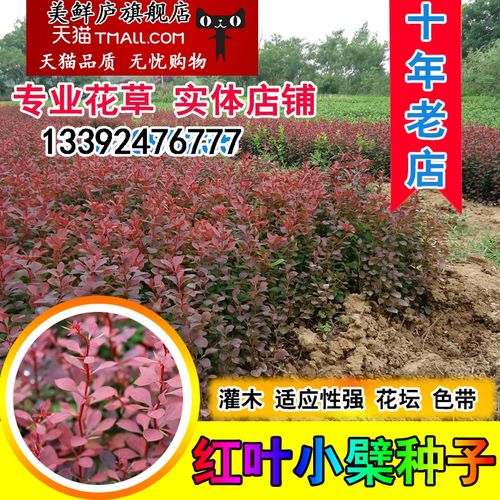 紫叶小檗种子怎么种，紫叶小檗种子有没有药用价值？-第5张图片-优品飞百科