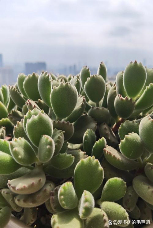 熊童子怎么养，熊童子怎么养的又肥又胖