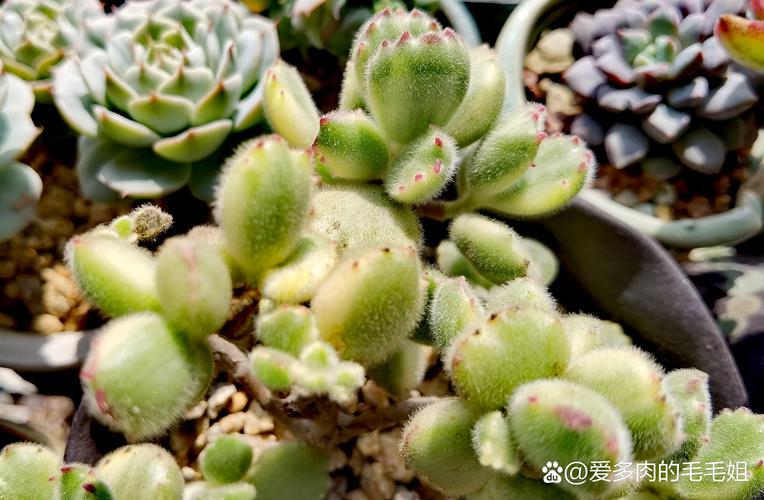 熊童子怎么养，熊童子怎么养的又肥又胖-第2张图片-优品飞百科