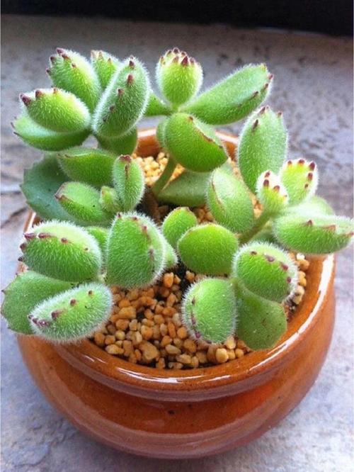 熊童子怎么养，熊童子怎么养的又肥又胖-第3张图片-优品飞百科