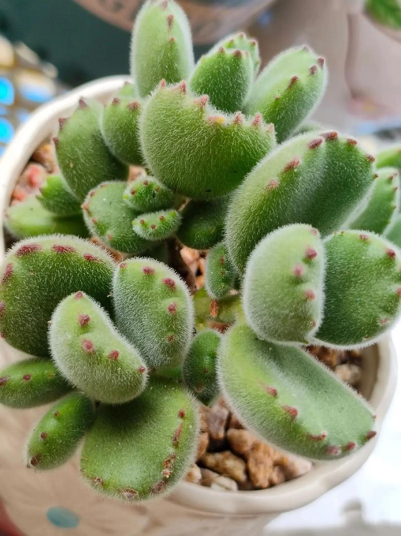 熊童子怎么养，熊童子怎么养的又肥又胖-第4张图片-优品飞百科