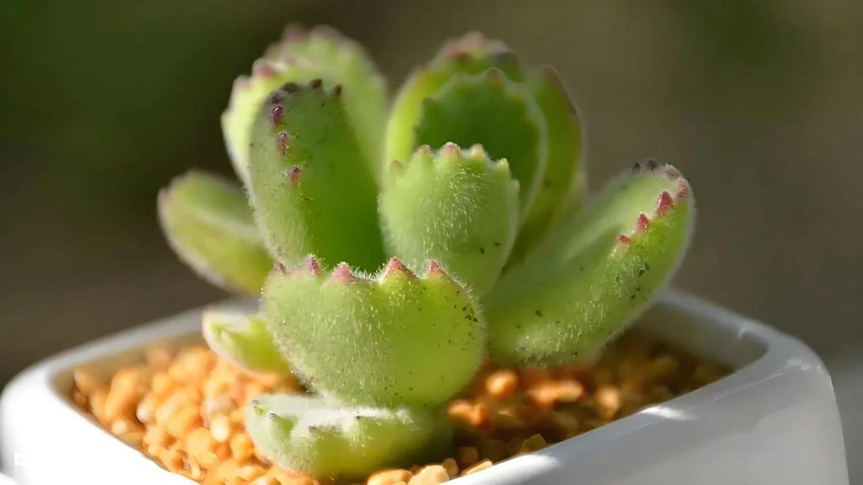 熊童子怎么养，熊童子怎么养的又肥又胖-第6张图片-优品飞百科