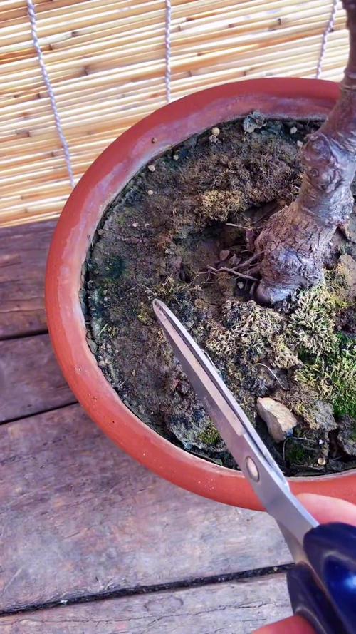 园土板结怎么才能疏松，田园土板结