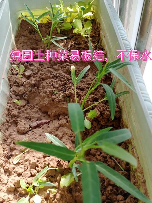 园土板结怎么才能疏松，田园土板结-第2张图片-优品飞百科