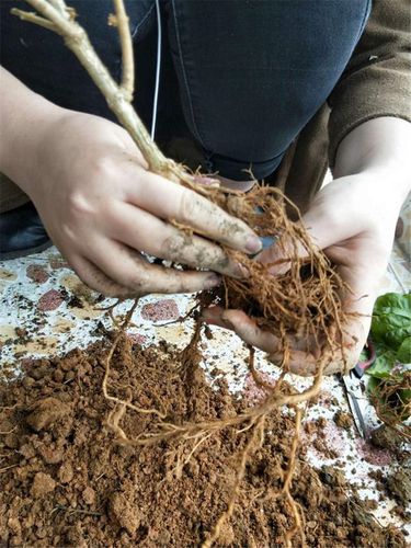 园土板结怎么才能疏松，田园土板结-第4张图片-优品飞百科