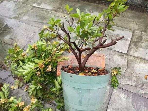 栀子花怎么摘心，栀子花摘心是怎么回事