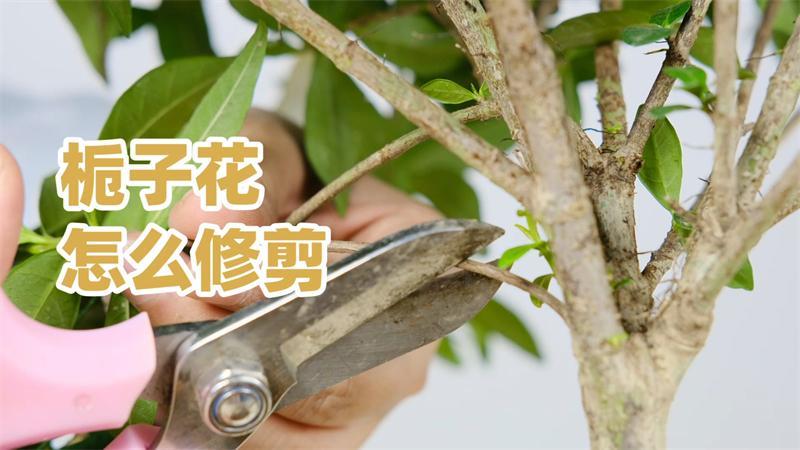 栀子花怎么摘心，栀子花摘心是怎么回事-第2张图片-优品飞百科