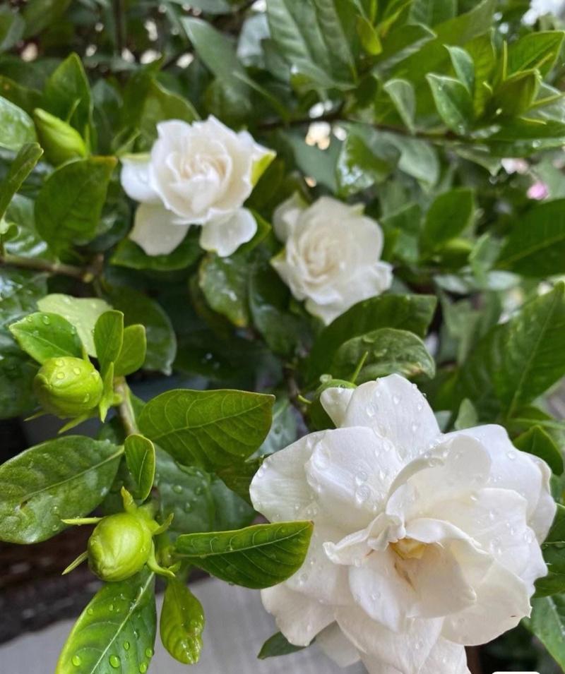 栀子花怎么摘心，栀子花摘心是怎么回事-第3张图片-优品飞百科