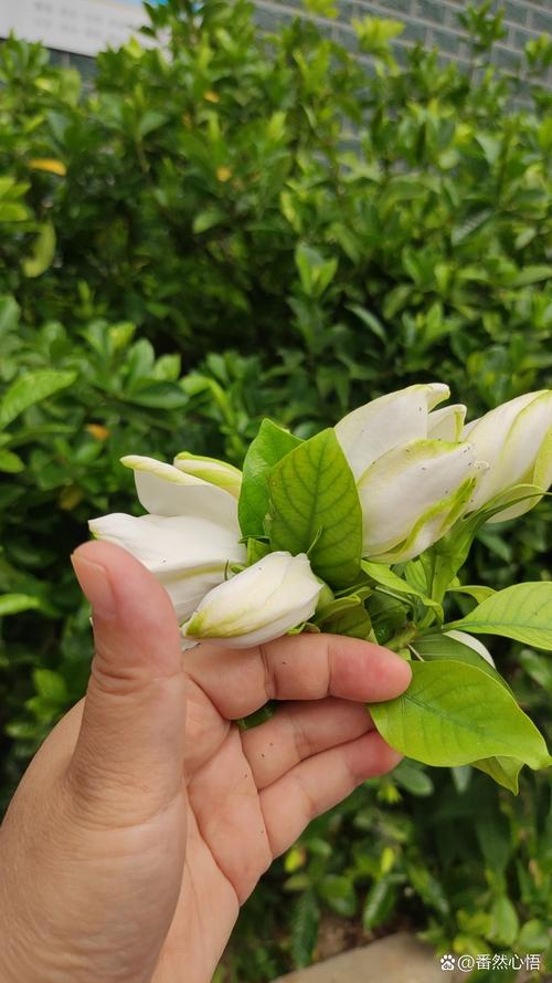 栀子花怎么摘心，栀子花摘心是怎么回事-第4张图片-优品飞百科