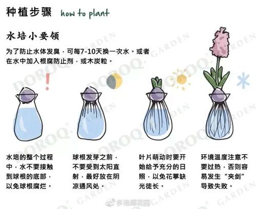 风信子种植方法？风信子种植方法土培？