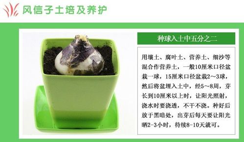 风信子种植方法？风信子种植方法土培？-第3张图片-优品飞百科