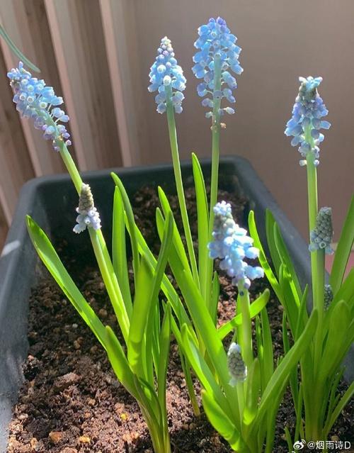 风信子种植方法？风信子种植方法土培？-第4张图片-优品飞百科