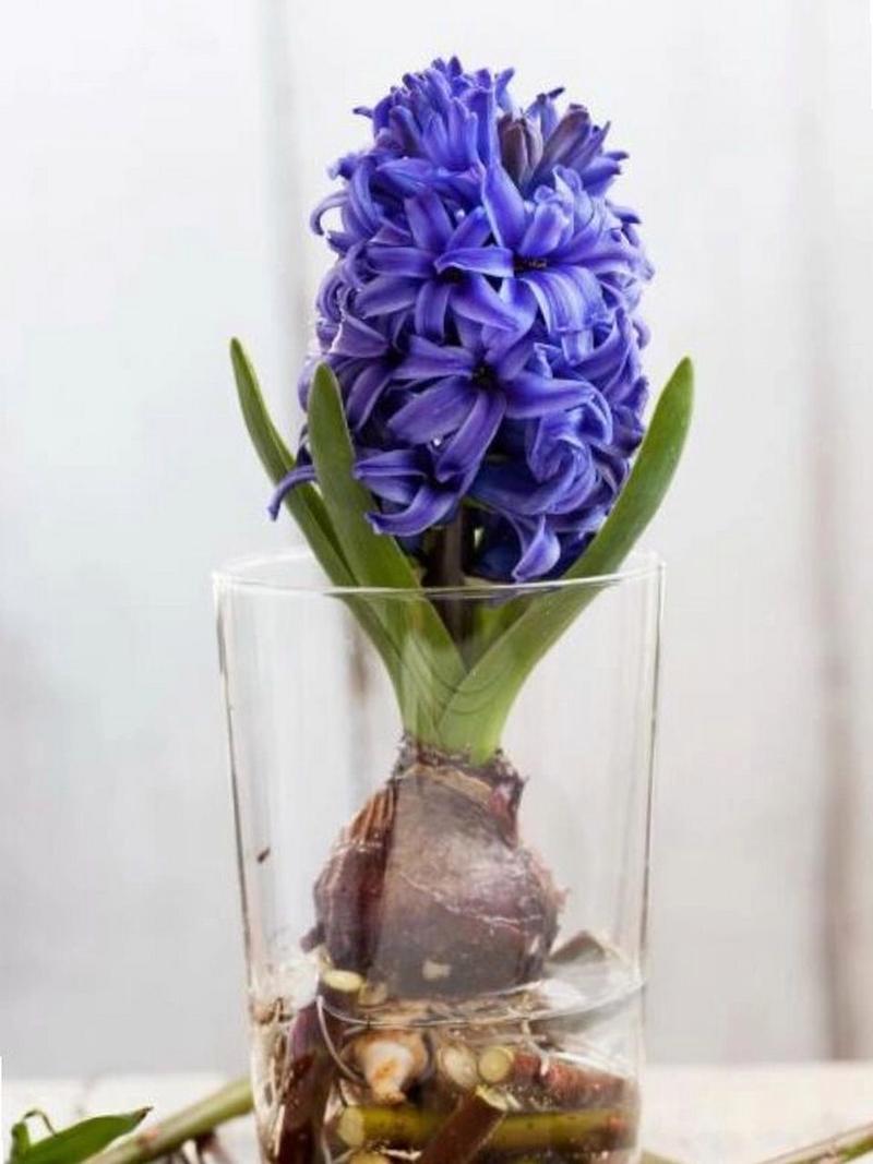 风信子种植方法？风信子种植方法土培？-第5张图片-优品飞百科