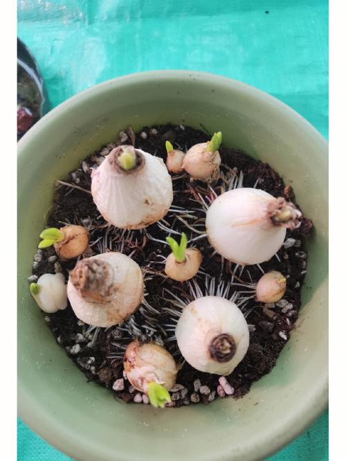 风信子种植方法？风信子种植方法土培？-第7张图片-优品飞百科