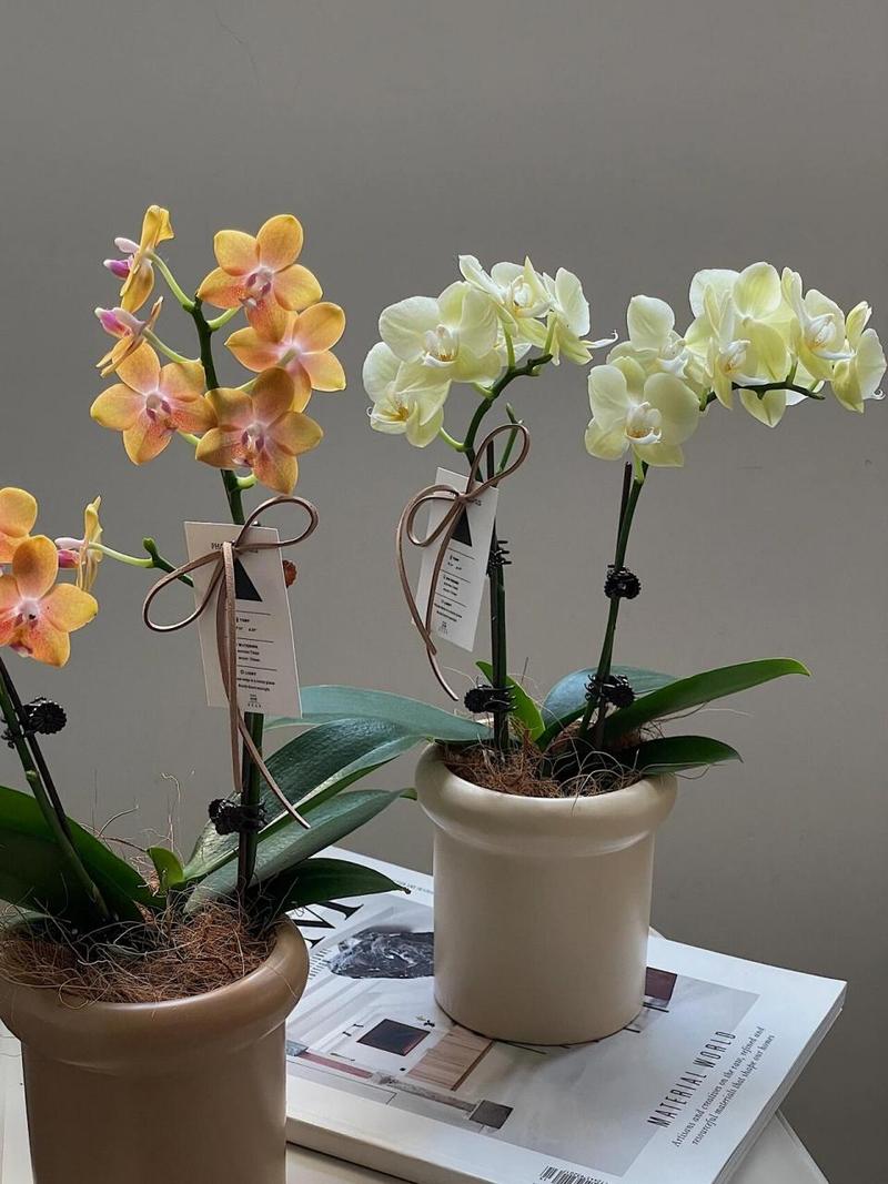 盆栽蝴蝶兰怎么养，盆栽蝴蝶兰怎么养才能开花