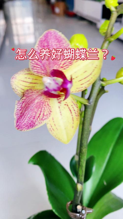 盆栽蝴蝶兰怎么养，盆栽蝴蝶兰怎么养才能开花-第4张图片-优品飞百科