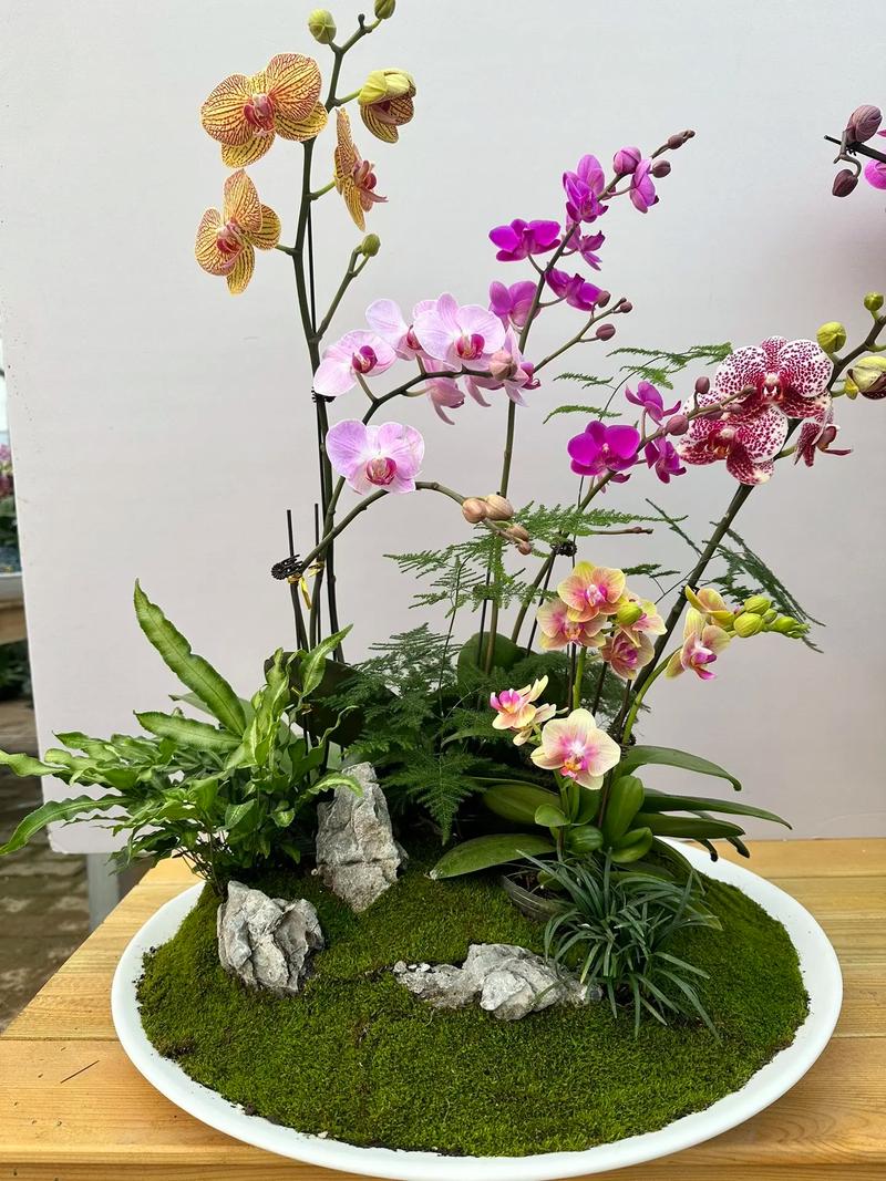 盆栽蝴蝶兰怎么养，盆栽蝴蝶兰怎么养才能开花-第5张图片-优品飞百科