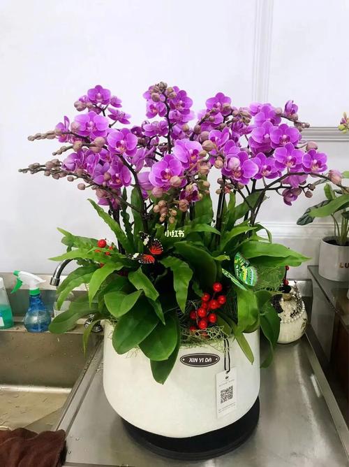 盆栽蝴蝶兰怎么养，盆栽蝴蝶兰怎么养才能开花-第6张图片-优品飞百科