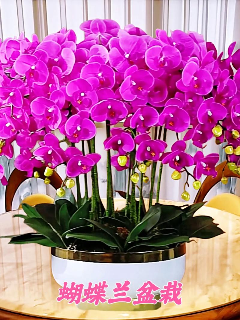 盆栽蝴蝶兰怎么养，盆栽蝴蝶兰怎么养才能开花-第7张图片-优品飞百科