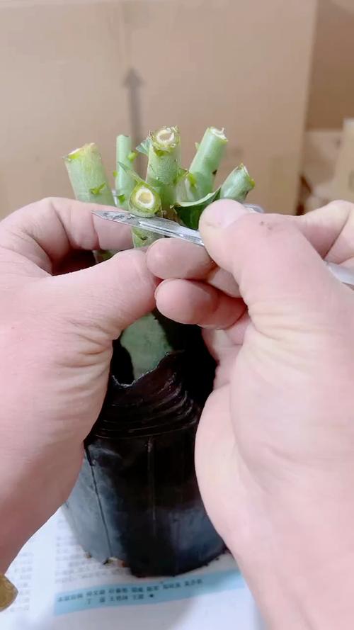 沙漠玫瑰修剪注意事项，沙漠玫瑰修剪后多长时间发新芽？