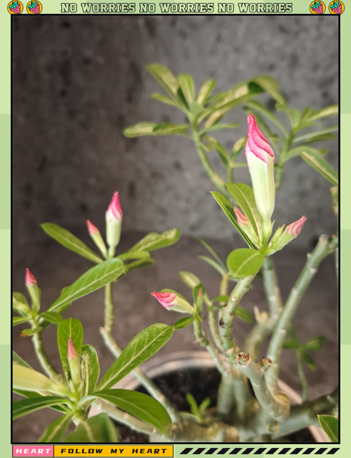 沙漠玫瑰修剪注意事项,沙漠玫瑰修剪后多长时间发新芽?-第3张图片-优品飞百科 沙漠玫瑰修剪注意事项,沙漠玫瑰修剪后多长时间发新芽?-第3张图片-优品飞百科