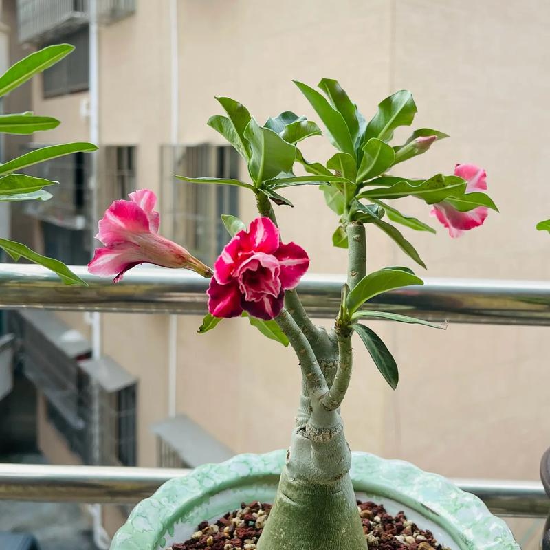 沙漠玫瑰修剪注意事项,沙漠玫瑰修剪后多长时间发新芽?-第5张图片-优品飞百科 沙漠玫瑰修剪注意事项,沙漠玫瑰修剪后多长时间发新芽?-第5张图片-优品飞百科