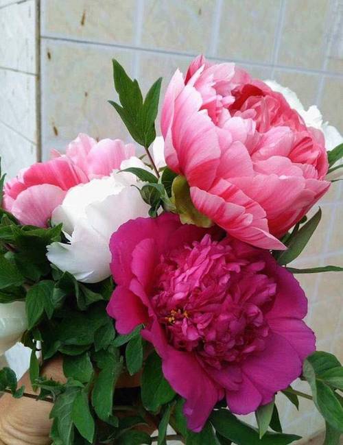 牡丹能种在家里吗，牡丹能不能种家里面