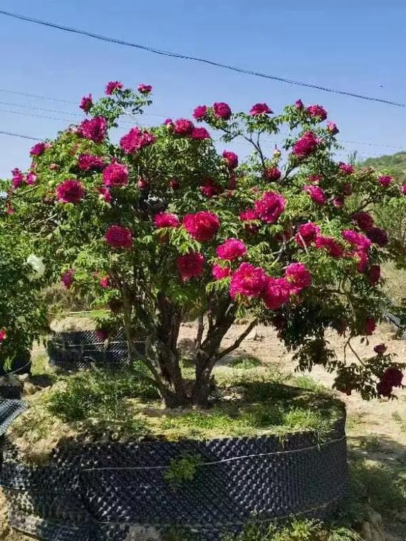 牡丹能种在家里吗，牡丹能不能种家里面-第2张图片-优品飞百科