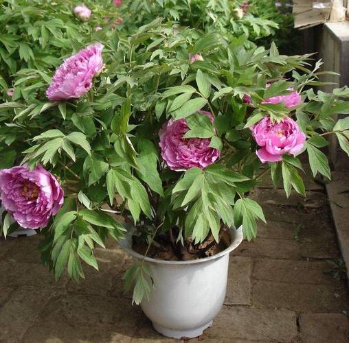 牡丹能种在家里吗，牡丹能不能种家里面-第3张图片-优品飞百科
