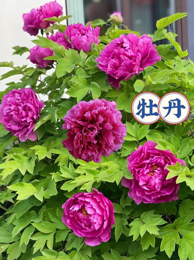 牡丹能种在家里吗，牡丹能不能种家里面-第5张图片-优品飞百科
