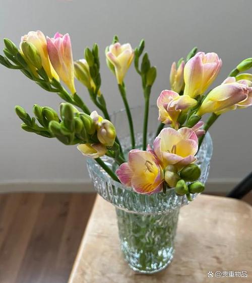 香雪兰怎么修剪，香雪兰怎么修剪枝条